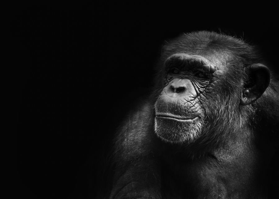 mailchimp vs mailslurp
