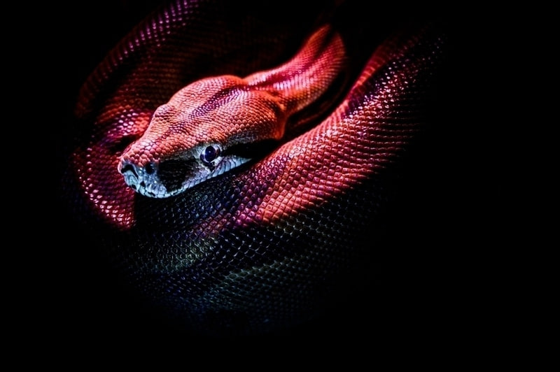 python smtp