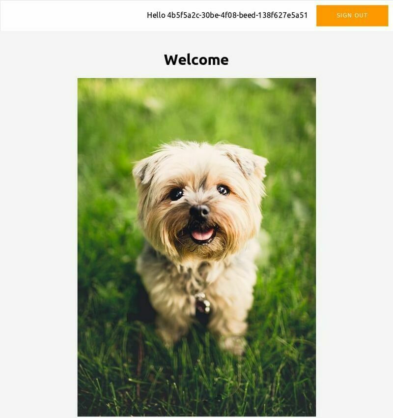 dog